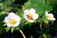 苺の花と、受粉するミツバチ