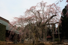 長光寺のしだれ桜がまもなく満開