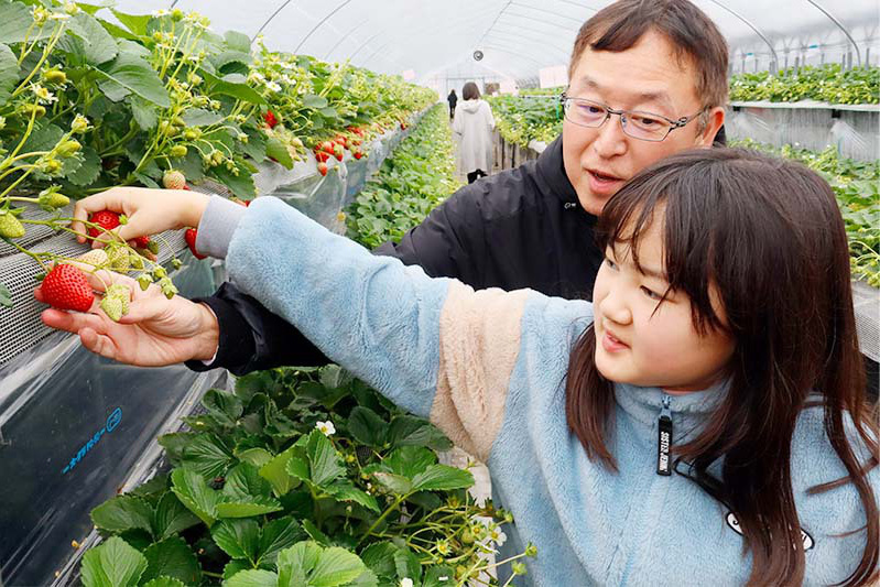 あきらいちご園苺狩り1月