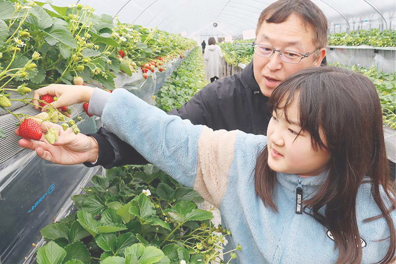 あきらいちご園苺狩り1月