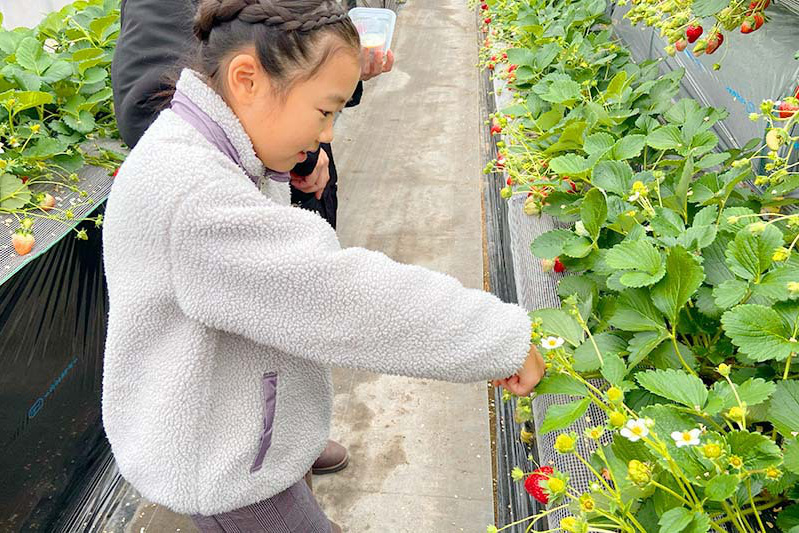 あきらいちご園苺狩り1月