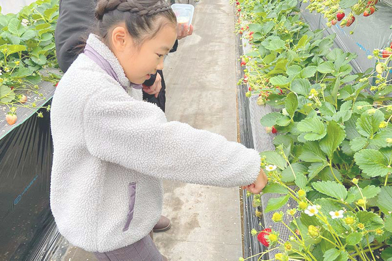 あきらいちご園苺狩り1月
