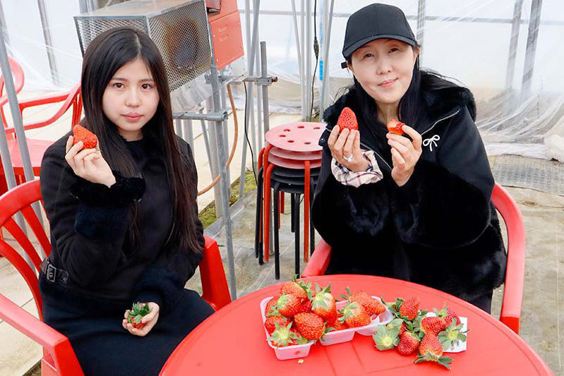 あきらいちご園苺狩り4月