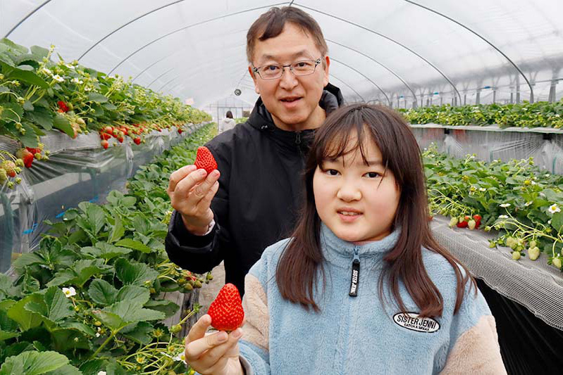 あきらいちご園苺狩り1月