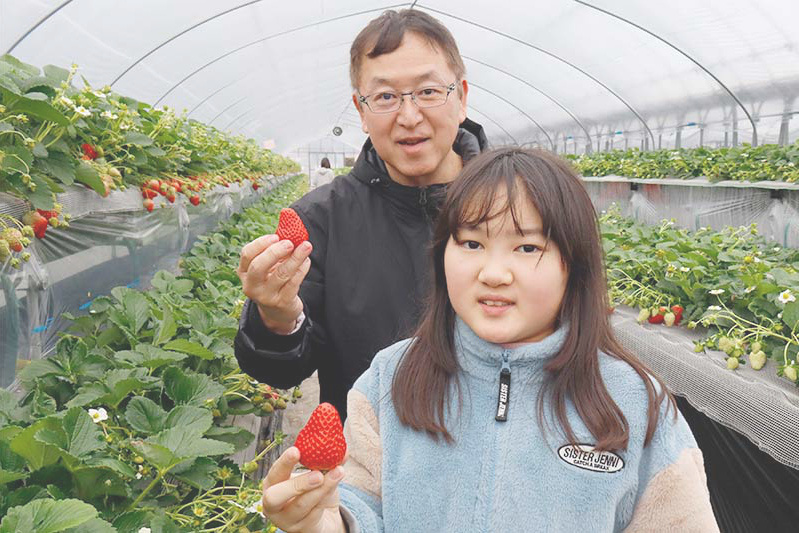 あきらいちご園苺狩り1月