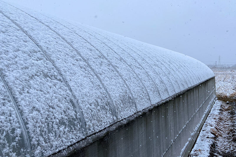 苺ハウスにも雪が積もりはじめました