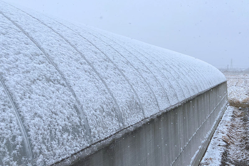 苺ハウスにも雪が積もりはじめました