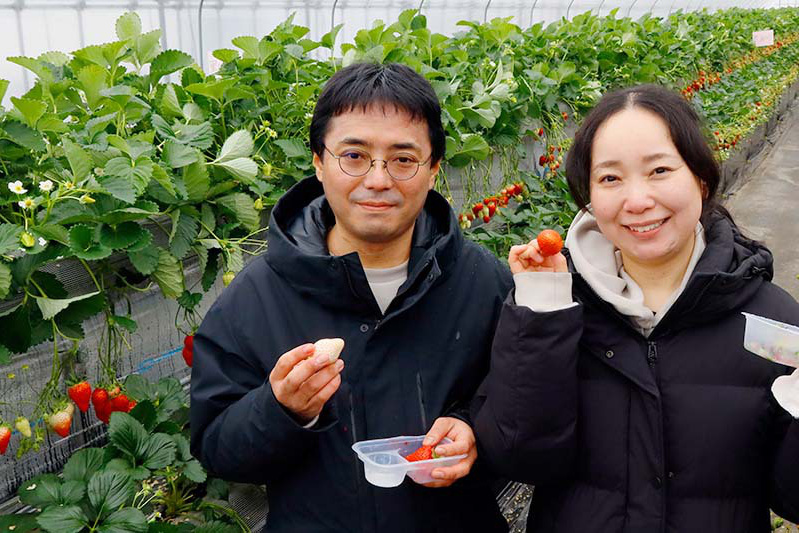 苺狩りは慣れていらっしゃいますね