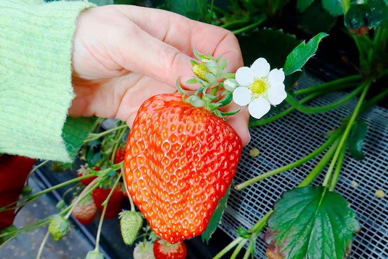 中には大きな苺も見つかるかも