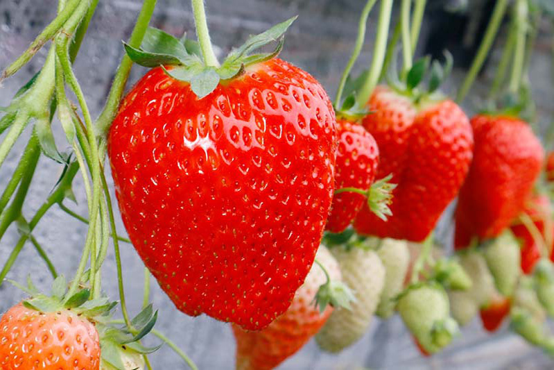 ツヤツヤ完熟苺がたくさん