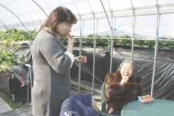 柔らかい苺は年配の方にも喜ばれます