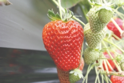 大粒も探すと見つかります