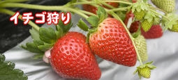 イチゴ狩り