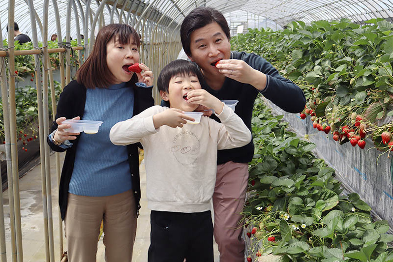 あきらいちご園苺狩り4月