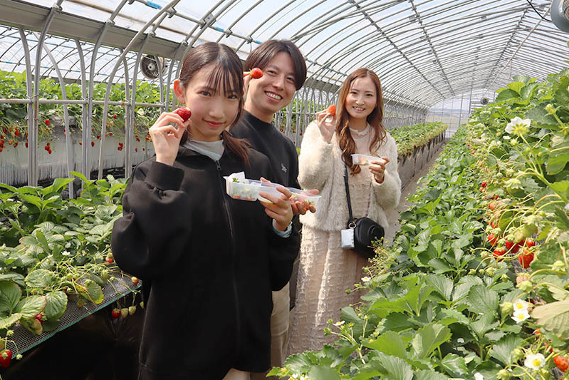 あきらいちご園苺狩り4月