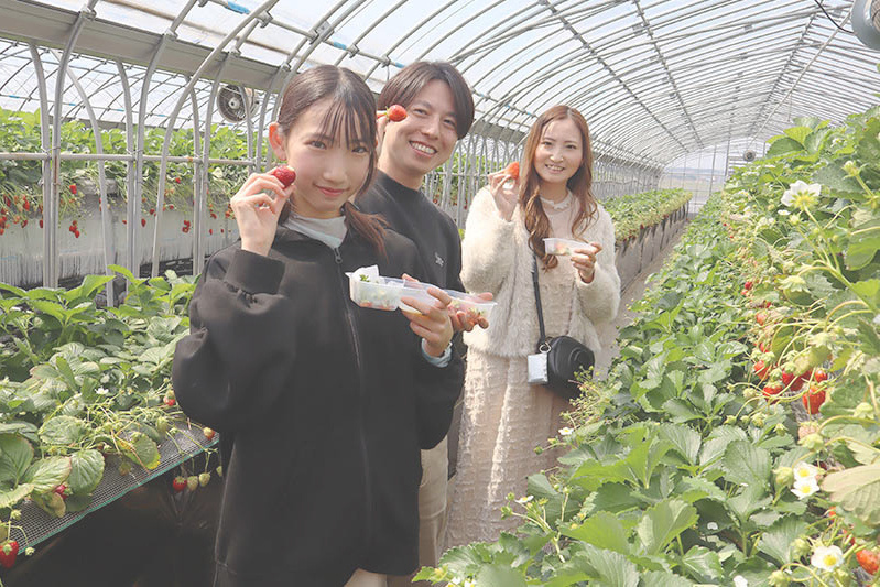 あきらいちご園苺狩り4月