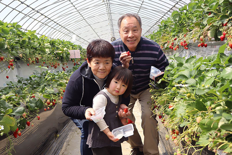 あきらいちご園苺狩り4月