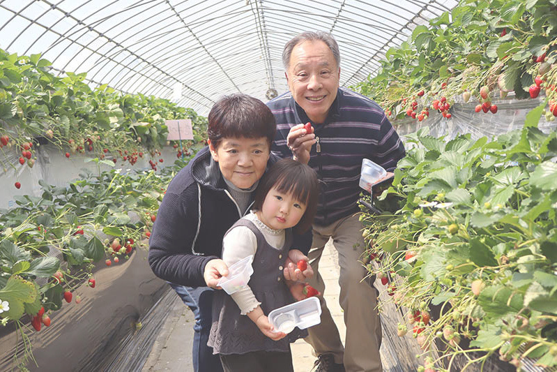 あきらいちご園苺狩り4月