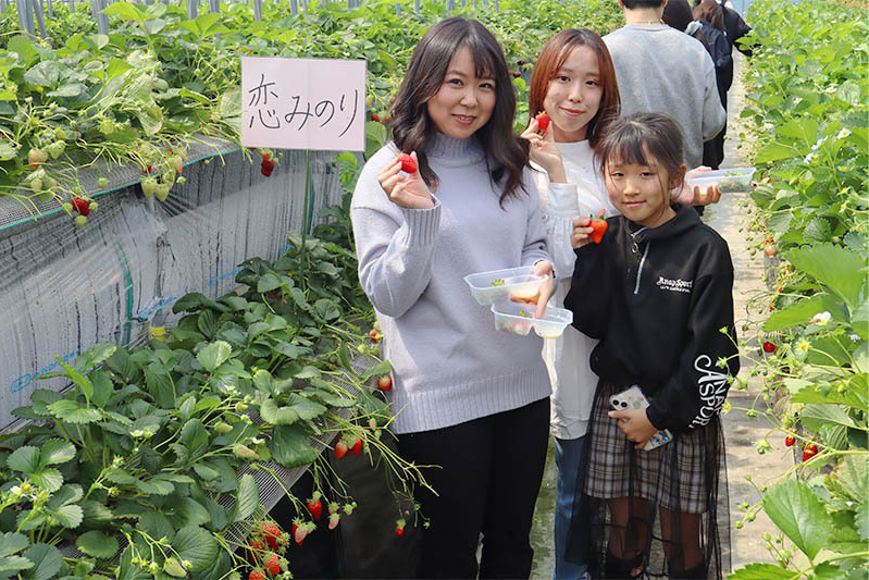 あきらいちご園苺狩り4月