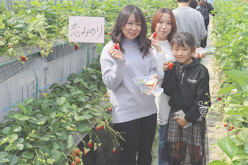 あきらいちご園苺狩り4月
