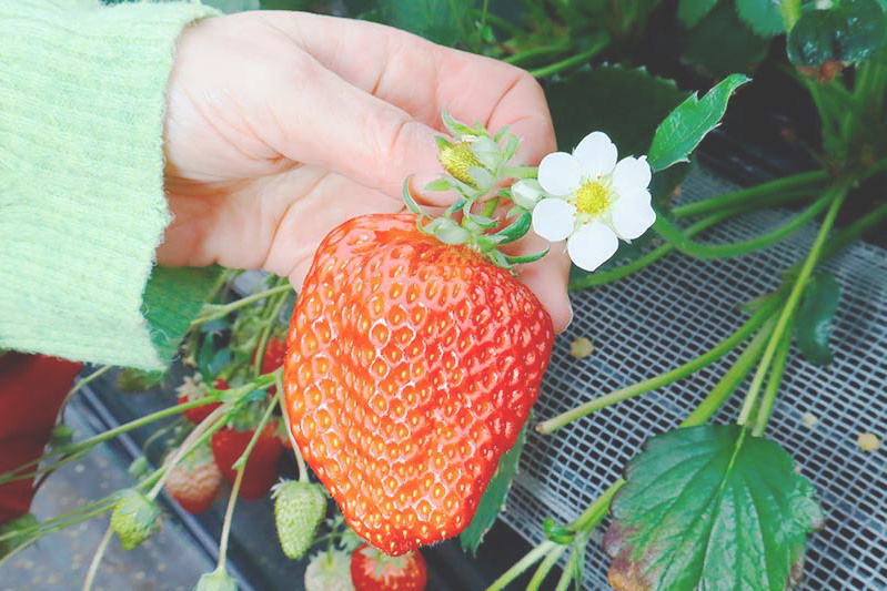 中には大きな苺も見つかるかも