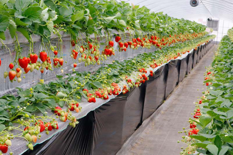 ずらっと並んだ完熟苺