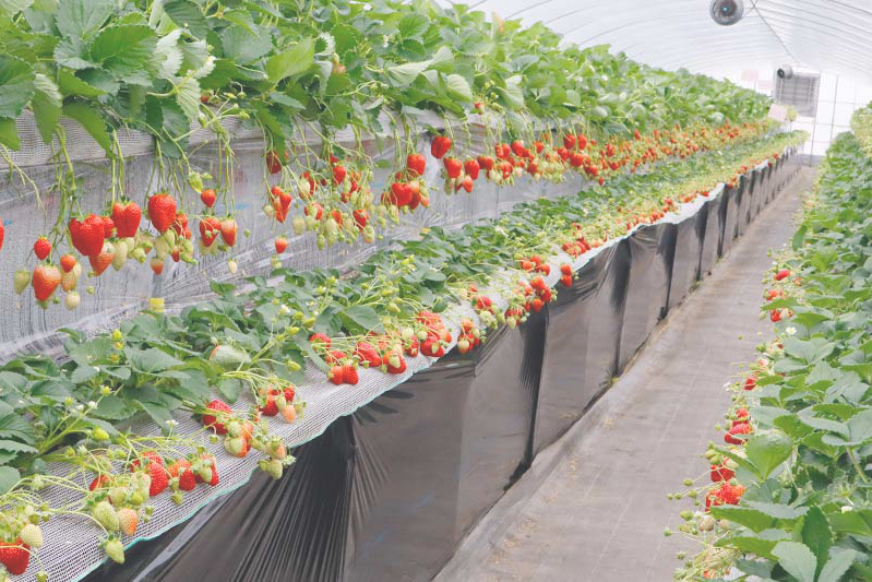 ずらっと並んだ完熟苺