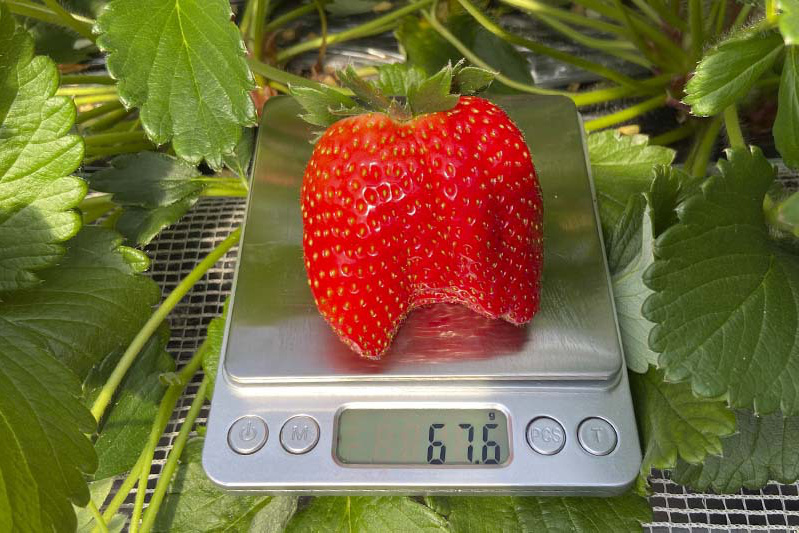 苺狩りは慣れていらっしゃいますね