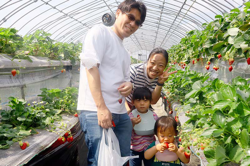 美味しい苺に囲まれて楽しいね