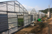 イチゴのビニールハウスが並んでいます