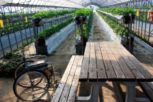 イチゴハウス内の休憩用テーブルと車椅子