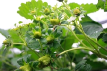 花から緑色の苺の実になったところ