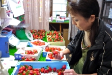 苺の選別に忙しい毎日です