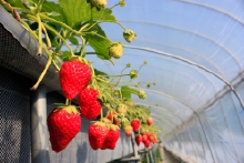 ハウスは暖かいですよ