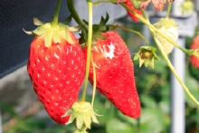 ひょろっと長くなりました