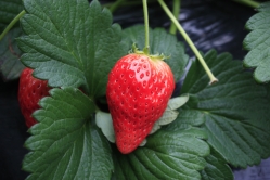 店頭販売するつやつやの苺