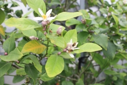 土壙栽培のハウスにあるレモンの木