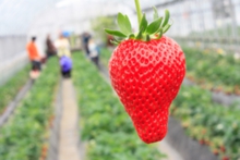 今日見つけた完熟イチゴ