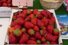 ジャム用苺が山盛りでお買い得価格