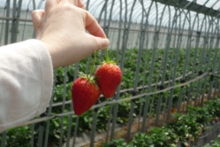 今日の完熟イチゴ