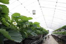 高設栽培のハウス