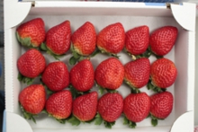 宅配便用の苺箱