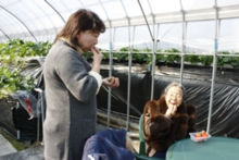 柔らかい苺は年配の方にも喜ばれます