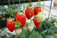 真っ赤な完熟イチゴがたくさん有りますよ