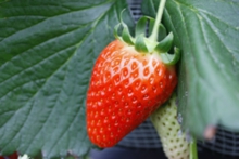 今が一番の旬です