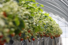 じっくりおいしそうな苺を選んでください