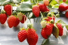 次々と苺が育っています