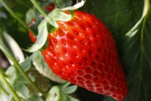 見事な実も有ります