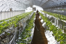 高設ハウスを整備中