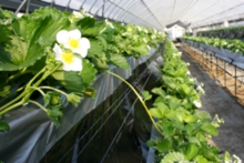 花が増えて来ました